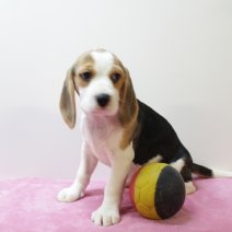 Beagle F 160425 (BE6556) 180625.JPG