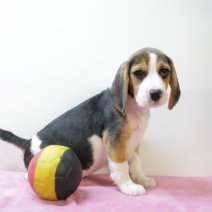 Beagle F 160425 (BE6602) 180625.JPG