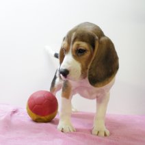 Beagle F 160425 (BE6606) 180625.JPG