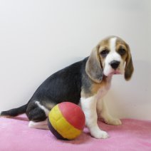 Beagle F 160425 (BE6785) 180625.JPG