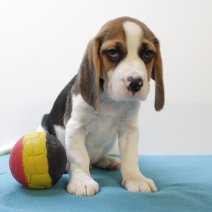 Beagle M 160425 (BE6551) 180625.JPG