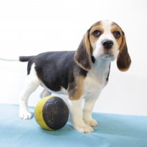 Beagle M 160425 (BE6577) 180625.JPG