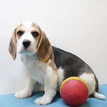 Beagle M 160425 (BE6709) 180625.JPG