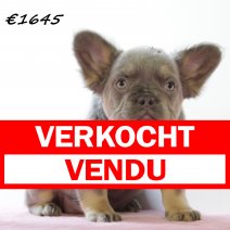 franse bulldog 010225 F (HU1163) 210525 verkocht - vendu.jpg