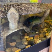 afrikaanse moerasschildpad 190625 (1).jpg