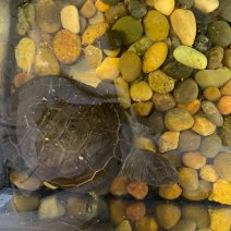 afrikaanse moerasschildpad 190625 (2).jpg