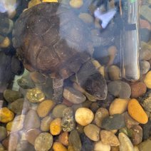 afrikaanse moerasschildpad 190625 (3).jpg