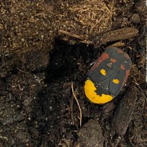candy flower beetle 190625 2.jpg