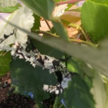 Flappentak lichen 190625 (1).jpg