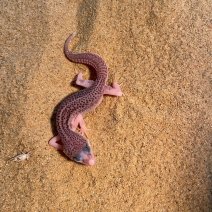 luipaardgekko 190625 1.jpg