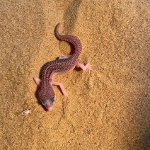 luipaardgekko 190625 2.jpg