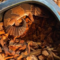 vetstaartgekko 190625 1.jpg