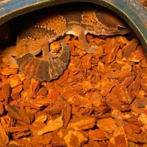 vetstaartgekko 190625 2.jpg