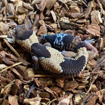 vetstaartgekko 190625 3.jpg