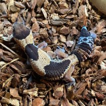 vetstaartgekko 190625 5.jpg