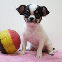 Chihuahua F 170425 (BE6857) 200625.JPG