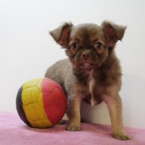 Chihuahua F 170425 (BE6921) 200625.JPG