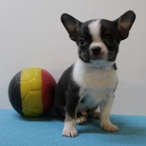 Chihuahua M 170425 (BE6922) 200625.JPG