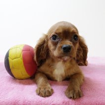 Cavalier King Charles f 070425 (BE6781) 200625.JPG