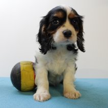 Cavalier King Charles M 010425 (BE6773) 200625.JPG