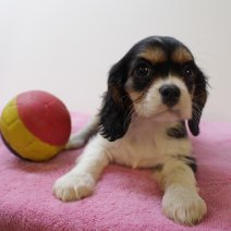 Cavalier King Charles M 010425 (BE6777) 200625.JPG
