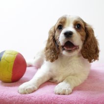 Cavalier King Charles M 010425 (BE6787) 200625.JPG