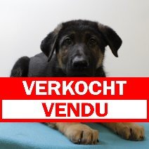 Duitse Herder M 300325 (BE3078) 110625 verkocht - vendu.jpg