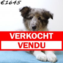 Sheltie 270125 M(SK4352) 130625 verkocht - vendu.jpg
