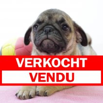 Mops 020425 F(BE4011) 040625 verkocht - vendu.jpg