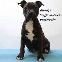 Engelse Staffordshire-bullterrier 170225 M(FR8996) 200625.jpg
