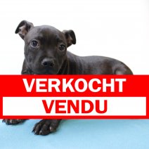 Engelse Staffordshire-bullterrier 170225 M(FR8972) 200625 verkocht - vendu.jpg
