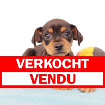 pinscher M 100425 (BE6563) 130625 verkocht - vendu.jpg