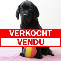 labrador F 020325 (BE7271) 160525 verkocht - vendu.jpg