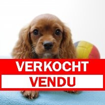 Cavalier King Charles M 070425 (BE6661) 200625 verkocht - vendu.jpg