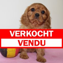 Cavalier King Charles 250325 F(BE3110) 280525 verkocht - vendu.jpg