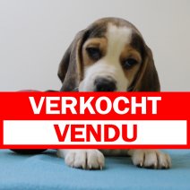 beagle  M  090425  (BE6568) 060625 verkocht - vendu.jpg