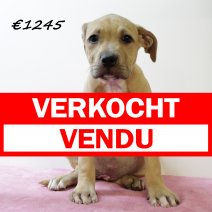 American staffordshire terrier F 300125 (HU1220) 210525 verkocht - vendu.jpg