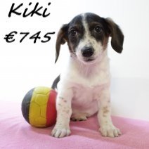 Jack Russel Kiki F 160225 (BE6767) 020525.jpg