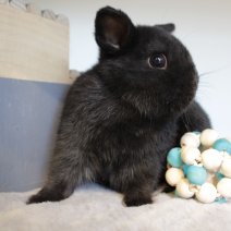 minikonijn 230625 1a .JPG