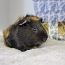 cavia 230625 1.JPG