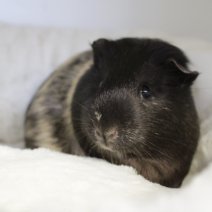 cavia 230625 2a.JPG