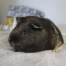 cavia 230625 2b.JPG