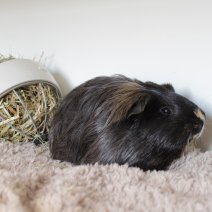 cavia 230625 3.JPG