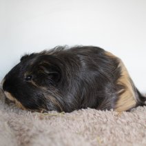 cavia 230625 4a.JPG