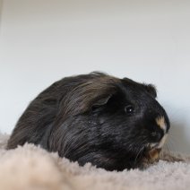 cavia 230625 4b.JPG