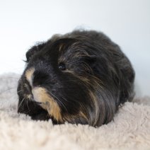 cavia 230625 4c.JPG