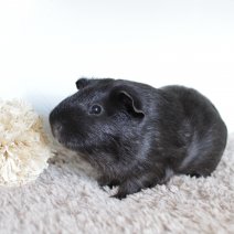 cavia 230625 5.JPG