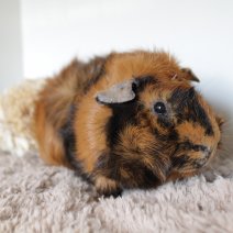 cavia 230625 6a.JPG