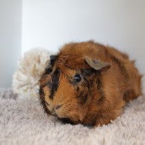 cavia 230625 6b.JPG