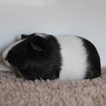 cavia 230625 7a.JPG
